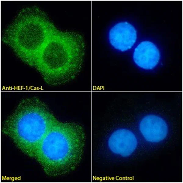 Immunocytochemistry/ Immunofluorescence - Anti-HEF1/NEDD-9 antibody [2G9] (AB18056)