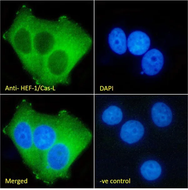 Immunocytochemistry/ Immunofluorescence - Anti-HEF1/NEDD-9 antibody [2G9] (AB18056)