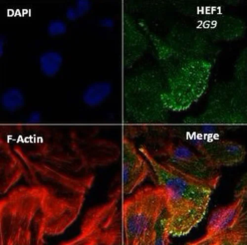 Anti-HEF1/NEDD-9 antibody [2G9] (ab18056) | Abcam