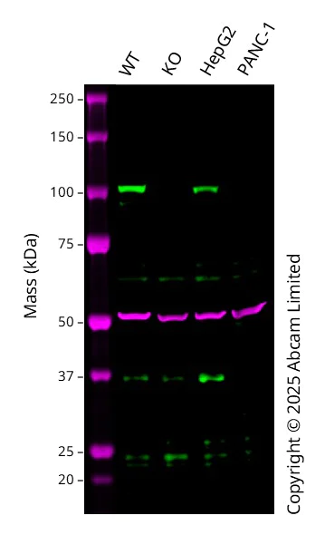 Western blot - Anti-HEF1/NEDD-9 antibody [2G9] (AB18056)