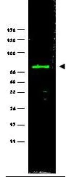 Western blot - Anti-HEF1/NEDD-9 antibody [2G9] (AB288750)