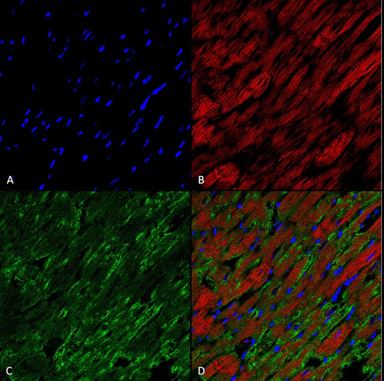 Immunohistochemistry (Formalin/PFA-fixed paraffin-embedded sections) - Anti-HEL antibody [5E8] (AB243073)