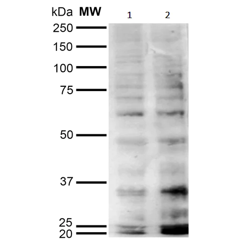 Western blot - Anti-HEL antibody [5E8] (AB243073)