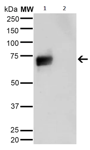 Western blot - Anti-HEL antibody [5E8] (AB243073)