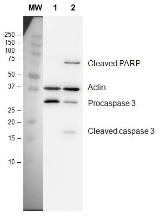 Western blot - HeLa Apoptosis Lysate Set: Staurosporine-Treated and Vehicle-Treated Control (AB136806), expandable thumbnail