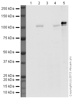 Western blot - Hela-DFO treated (0.5mM, 24h) Nuclear Lysate (AB180880), expandable thumbnail