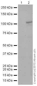 Western blot - Hela-DFO treated (0.5mM, 24h) Nuclear Lysate (AB180880)