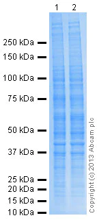 Western blot - Hela-DFO treated (0.5mM, 24h) Nuclear Lysate (AB180880)