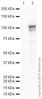 Western blot - Hela-DFO treated (0.5mM, 24h) Nuclear Lysate (AB180880), expandable thumbnail
