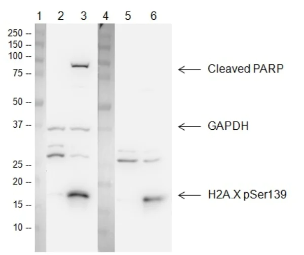 Western blot - HeLa DNA Damage Whole Cell Lysate Set: UV Treated and Untreated Control (AB157396)