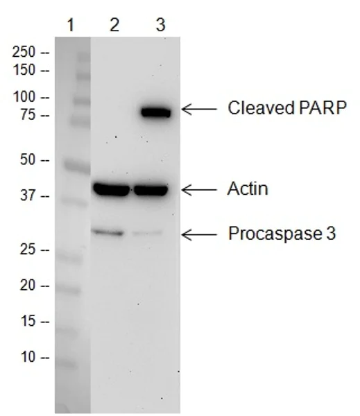 Western blot - HeLa DNA Damage Whole Cell Lysate Set: UV Treated and Untreated Control (AB157396)