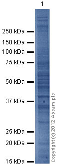SDS-PAGE - HeLa nuclear extract lysate (AB150036), expandable thumbnail