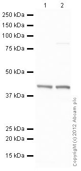 Western blot - HeLa nuclear extract lysate (AB150036), expandable thumbnail