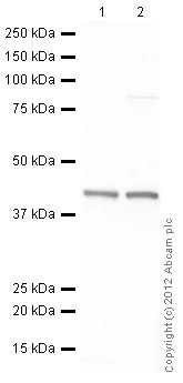 Western blot - HeLa nuclear extract lysate (AB150036)