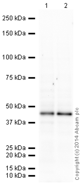 Western blot - HeLa nuclear extract lysate (AB150036), expandable thumbnail