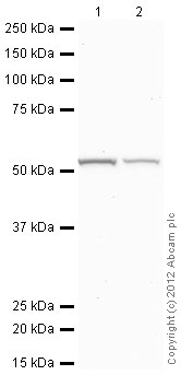 Western blot - HeLa nuclear extract lysate (AB150036), expandable thumbnail