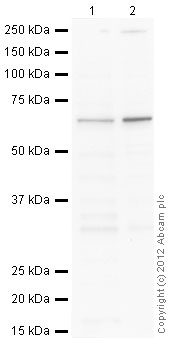 Western blot - HeLa nuclear extract lysate (ab150036), expandable thumbnail