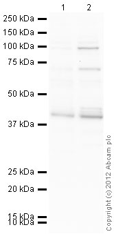 Western blot - HeLa nuclear extract lysate (AB150036), expandable thumbnail