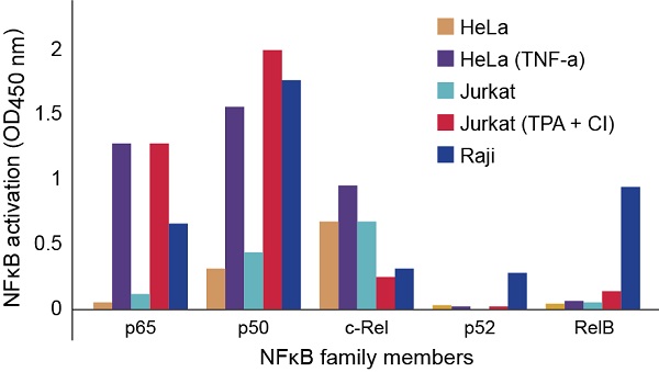 Functional Studies - HeLa nuclear extract lysate (TNF alpha stimulated) (AB14652), expandable thumbnail