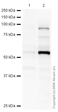 Western blot - HeLa nuclear extract lysate (TPA stimulated 2 hr) (AB14653), expandable thumbnail