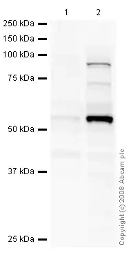 Western blot - HeLa nuclear extract lysate (TPA stimulated 2 hr) (AB14653)