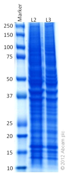 SDS-PAGE - HeLa Ser/Thr Phosphatase-Inhibited Whole Cell Lysate Set: Calyculin-Treated and Vehicle-Treated (AB135395), expandable thumbnail