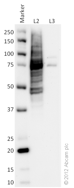 Western blot - HeLa Ser/Thr Phosphatase-Inhibited Whole Cell Lysate Set: Calyculin-Treated and Vehicle-Treated (AB135395), expandable thumbnail