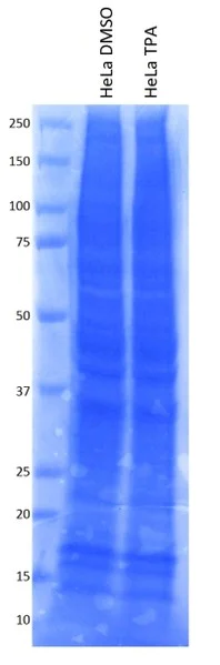 SDS-PAGE - HeLa Signaling Cascade Whole Cell Lysate Set: PMA-Treated and Vehicle-Treated Control (AB170195)