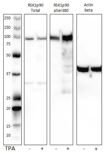 Western blot - HeLa Signaling Cascade Whole Cell Lysate Set: PMA-Treated and Vehicle-Treated Control (AB170195)