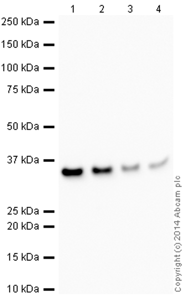 Western blot - HeLa whole cell lysate (ab150035), expandable thumbnail