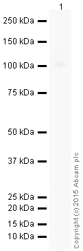 Western blot - HeLa whole cell lysate (ab150035), expandable thumbnail
