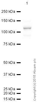 Western blot - HeLa whole cell lysate (ab150035), expandable thumbnail
