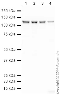 Western blot - HeLa whole cell lysate (AB150035)