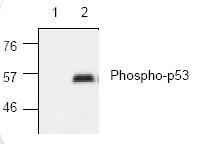 Western blot - HeLa whole cell lysate (ab150035), expandable thumbnail