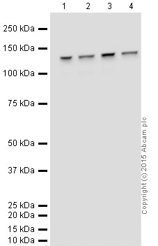 Western blot - HeLa whole cell lysate (ab150035), expandable thumbnail
