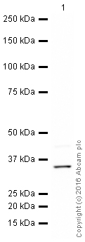 Western blot - HeLa whole cell lysate (ab150035), expandable thumbnail