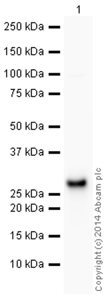 Western blot - HeLa whole cell lysate (AB150035)