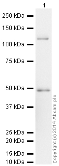 Western blot - HeLa whole cell lysate (ab150035), expandable thumbnail