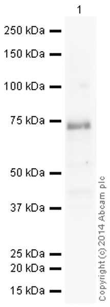 Western blot - HeLa whole cell lysate (ab150035), expandable thumbnail