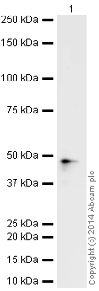 Western blot - HeLa whole cell lysate (AB150035)