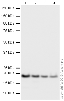 Western blot - HeLa whole cell lysate (ab150035), expandable thumbnail