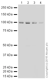 Western blot - HeLa whole cell lysate (AB150035)