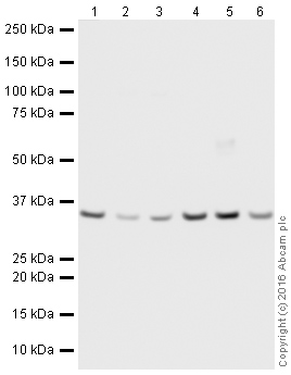 Western blot - HeLa whole cell lysate (AB150035), expandable thumbnail