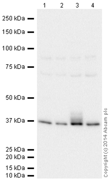 Western blot - HeLa whole cell lysate (ab150035), expandable thumbnail
