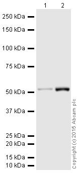 Western blot - HeLa whole cell lysate (ab150035), expandable thumbnail
