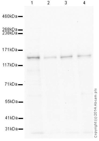 Western blot - HeLa whole cell lysate (ab150035), expandable thumbnail