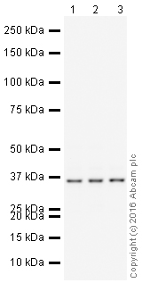 Western blot - HeLa whole cell lysate (ab150035), expandable thumbnail