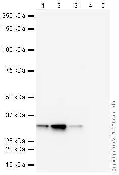 Western blot - HeLa whole cell lysate (AB150035)