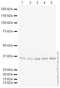 Western blot - HeLa whole cell lysate (AB150035), expandable thumbnail
