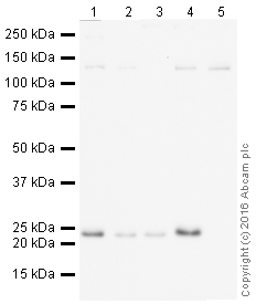 Western blot - HeLa whole cell lysate (ab150035), expandable thumbnail